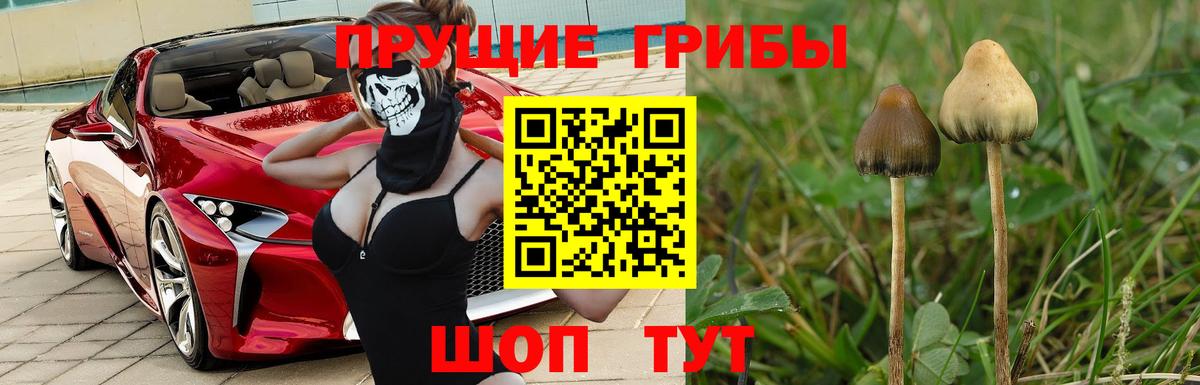 где продают   Галлюциногенные грибы GOLDEN TEACHER  Вход с VPN  Ипатово 
